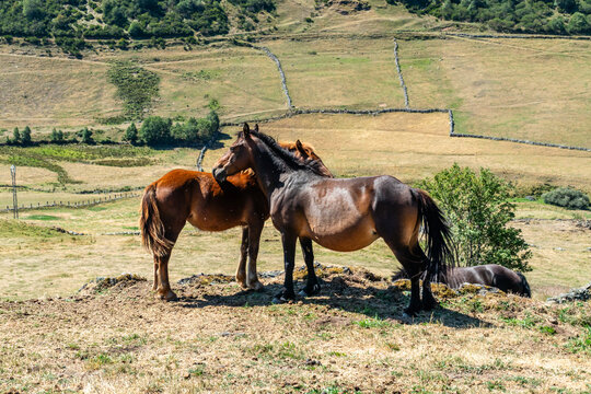 Horses in the port of Leitariegos in Asturias, Spain, during the month of August 2026