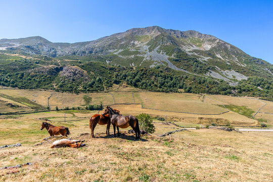 Horses in the port of Leitariegos in Asturias, Spain, during the month of August 2026