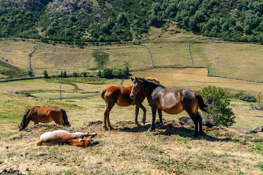 Horses in the port of Leitariegos in Asturias, Spain, during the month of August 2026