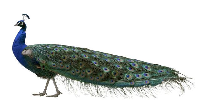 Majestic male peacock with iridescent blue neck and green train, isolated on transparent background