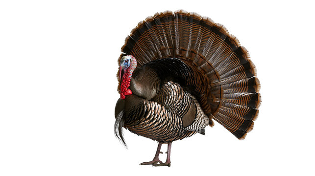 Male turkey with fanned tail feathers, isolated on transparent background
