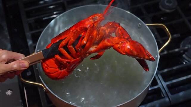Whole cooked lobster lifted with kitchen tongs. Steam ascends from hot liquid in a saucepan set on a black cooktop.