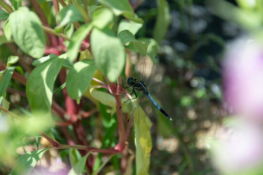 Male blue dasher dragonfly perched on green plant stem in vibrant summer garden nature background