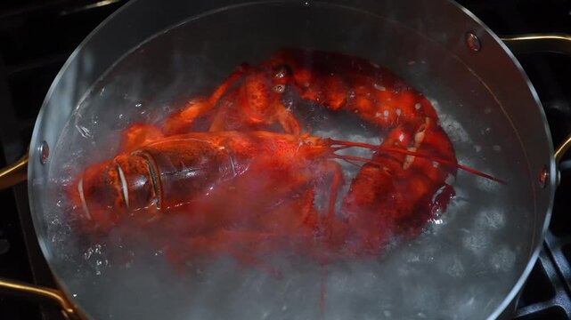 Cooked lobster submerged in bubbling water. Steam rises from a metal saucepan placed on a dark stove burner.