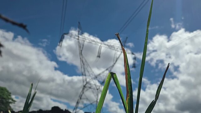 Low angle close up of sugarcane leaves with a blurred power grid tower under a dynamic moving time lapse sky and white clouds, symbolizing the intersection of agriculture, clean energy, & modern infra