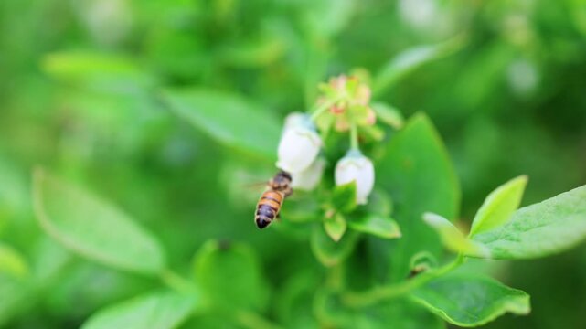 A detailed macro b-roll shot of a hard-working honey bee pollinating a delicate white blueberry flower blossom in an orchard. Vibrant natural footage representing agriculture, biodiversity, and honey 