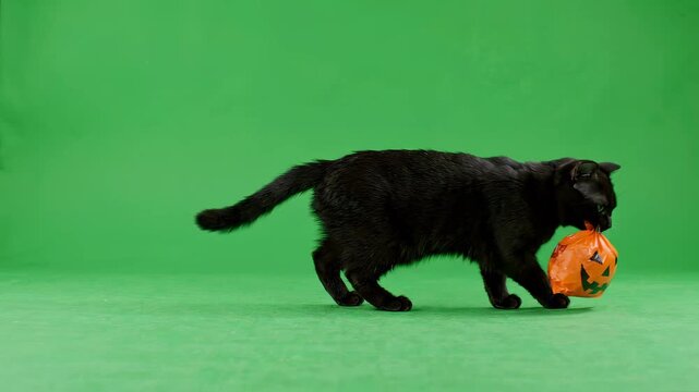 A charming black cat carries a festive orange Halloween pumpkin-shaped treat bag across a vibrant green screen.