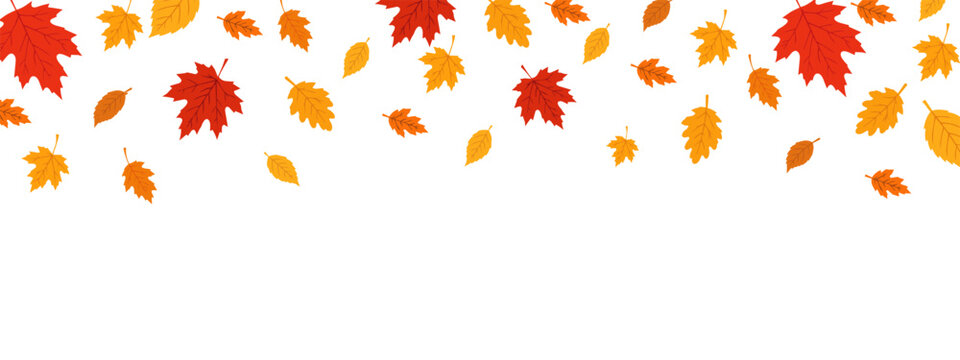 Falling autumn leaves in warm red, orange and yellow colors arranged across the top on transparent background with copy space for seasonal designs