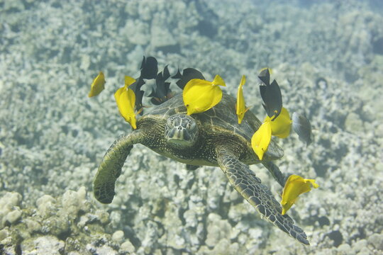 Green sea turtle being cleaned by fish above the reef near the coast of Hawaii