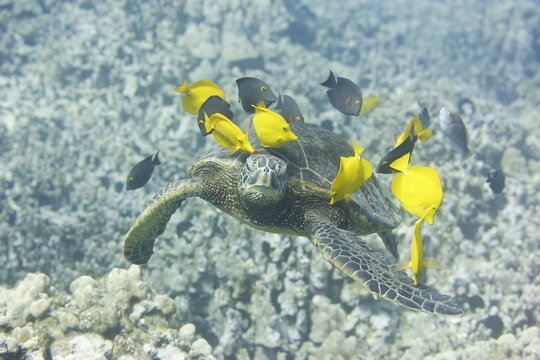 Green sea turtle being cleaned by fish above the reef near the coast of Hawaii