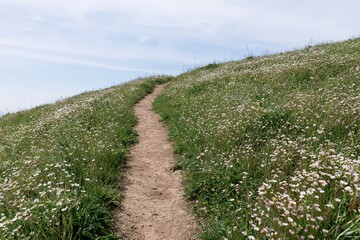 Fototapeta premium The Path Through a Meadow on a Sunny Hillside with Wildflowers