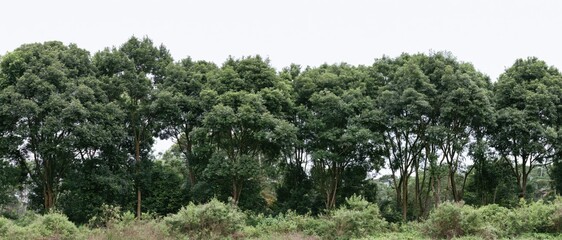 Fototapeta premium The Verdant Tree Line Across a Calm, Open Landscape Under Bright Sky