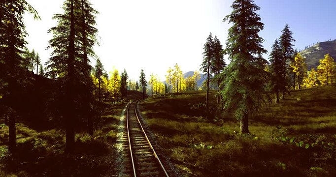 Sunlit track leading into pine valley, hiker route suggestion with gentle slope, scattered sleepers and soft undergrowth, ideal for outdoor adventure,