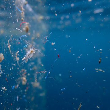 Macro photography of tiny marine plankton swimming in the deep blue ocean water.