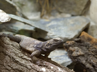 Obraz premium Lizard resting on a log in a natural setting near rocks during a sunny day