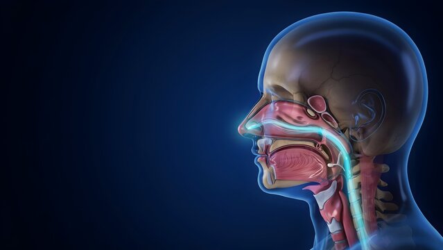 Detailed anatomical illustration of the human respiratory and upper digestive tracts