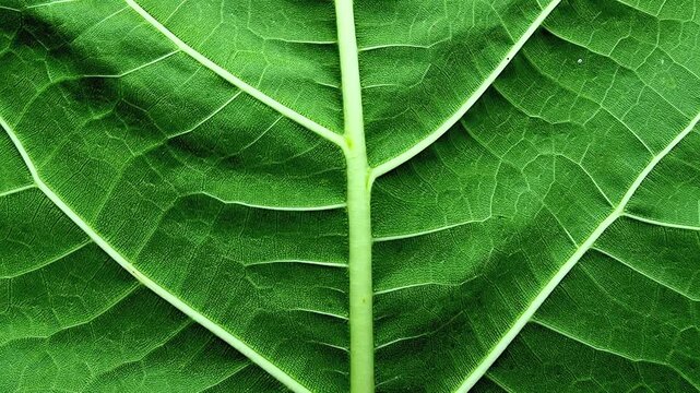 Fresh Green Noni Leaf Texture Background with Vein Detail in Slow Horizontal Panning 4K Seamless Loop