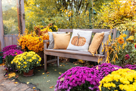 Wooden garden bench with cozy yellow pillows and pumpkin cushion surrounded by blooming chrysanthemums in pots. Autumn outdoor patio decoration scene with yellow fall foliage and colorful flowers.