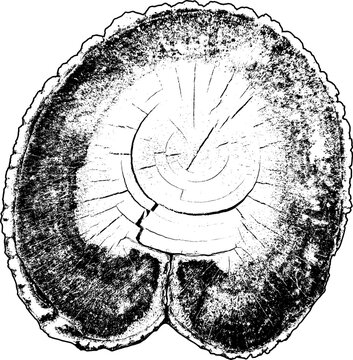 Dark edged tree trunk section with central rings and curved grain