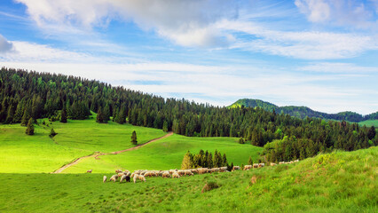 Wiosna w Pieninach. Wypas owiec. © Janusz Lipiński