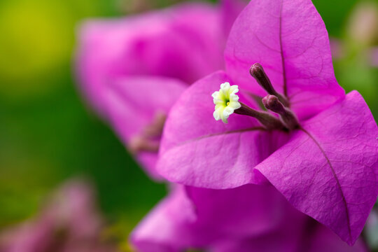 Bougainvillea flowers with pink bracts and white centers against dark background