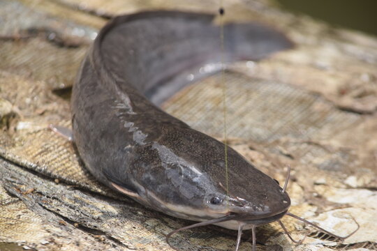 Close-up of a fresh live catfish caught on a fishing line. Ideal for fishing, aquaculture, freshwater fish, seafood, and outdoor recreation concepts.