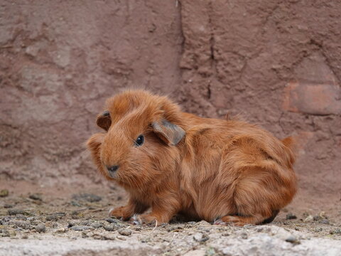 Cute little Guinea Pig in Peru