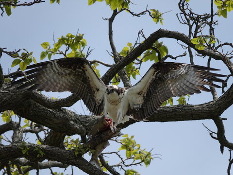 Osprey eating a fish