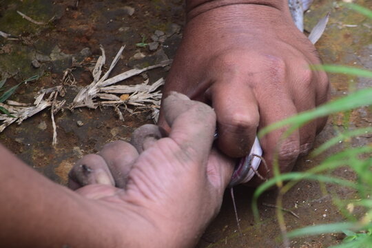 Close-up of a fisherman holding a caught catfish to unhook it on the ground outdoors. Perfect for freshwater fishing, angling hobby, outdoor recreation, and aquaculture concepts.