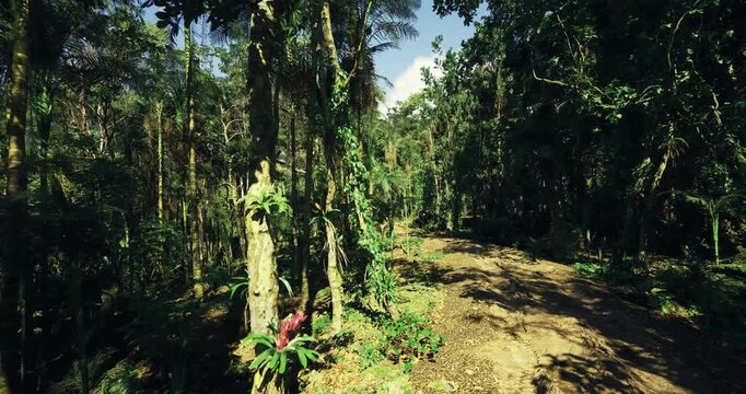 sunlit tropical trail with dense canopy. winding dirt path through bamboo and ferns, dappled sunlight filtering leaves, humid atmosphere, serene mood ideal