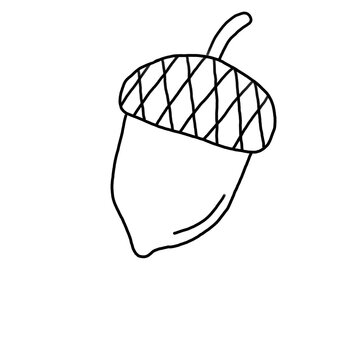 Cute hand drawn acorn doodle isolated on transparent background. Oak nut autumn nature element line art vector illustration. 