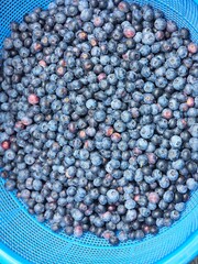 blueberries in a bowl © 지애 김
