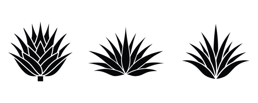 agave plant vector silhouette, agave vector illustration on a white background