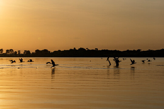 Bird flying off at sunset on the amazon river