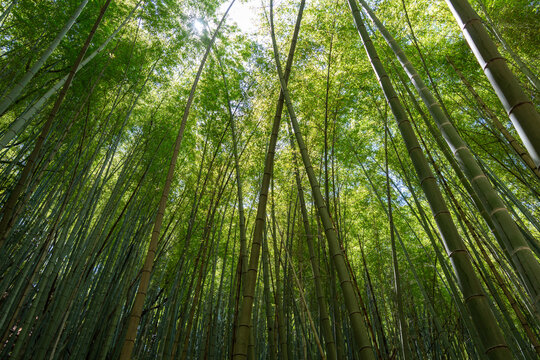 Bamboo forest near Mitaki-Dera temple in Hiroshima, Japan