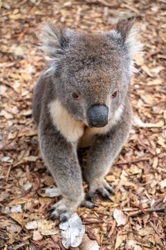 Koala sitting on a bed of dry leaves on Kangaroo Island