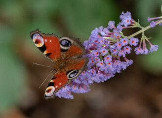 Insekten © Rüdiger