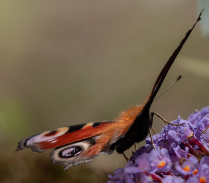 Insekten
