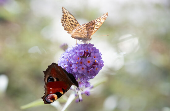 Insekten