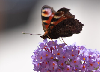 Insekten © Rüdiger