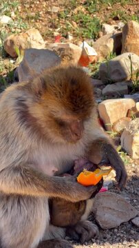 A mother Barbary macaque monkey eats an orange fruit while carefully holding her small infant on rocky ground in Morocco, maternal care, wildlife nature, wild animal bond, outdoor life.