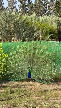 A beautiful male peacock stands on green grass with its vibrant colorful tail feathers fully spread open in a sunny garden, magnificent wildlife nature, exotic bird, outdoor summer zoo.