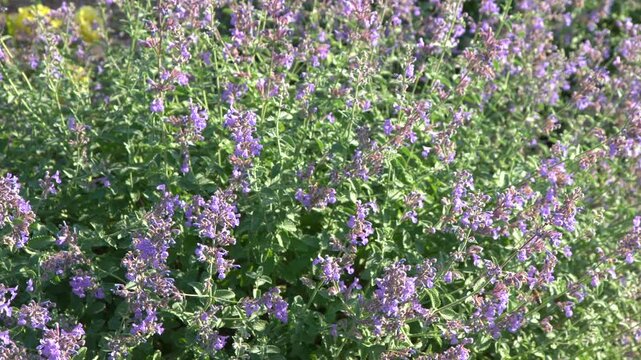 Catmint bush purple Flowers bloom in Garden.