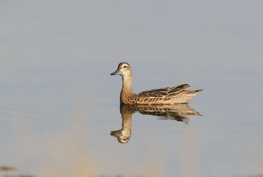 female Garganey swimming on calm water with a clear reflection.