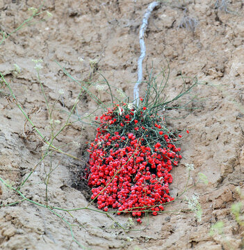 joint-pine plant bearing vibrant red cones growing on a clay cliff bank.