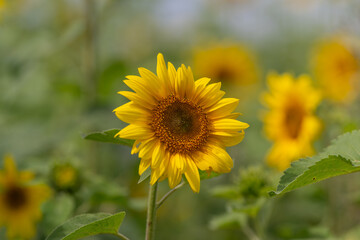 Fototapeta premium Bright sunflowers bloom cheerfully in a field showcasing their vibrant yellow petals under a clear blue sky inviting warmth and joy