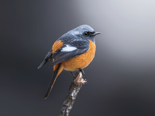 Fototapeta premium Male Daurian Redstart (Phoenicurus auroreus) perched on a branch with dramatic spotlight on dark background