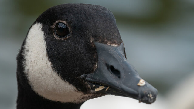 Highly detailed Canada goose photograph highlighting the bird's expressive eye, plumage and characteristic beak.