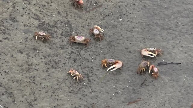 Atlantic Sand Fiddler Crab (Leptuca pugilator) in a lagoon on East Beach near Massengale Park, St Simons Island, GA