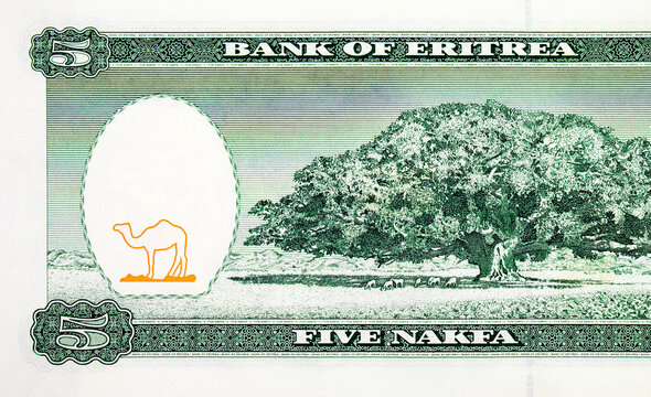 Eritrea 5 Nakfa 1997 Banknotes with a picture of a giant plane tree near Segeneiti. Paper money of Eritrea.